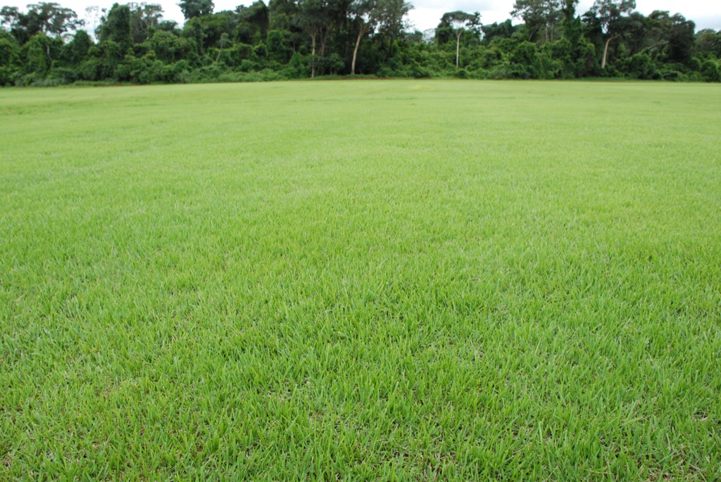 Grama Batatais em área verde