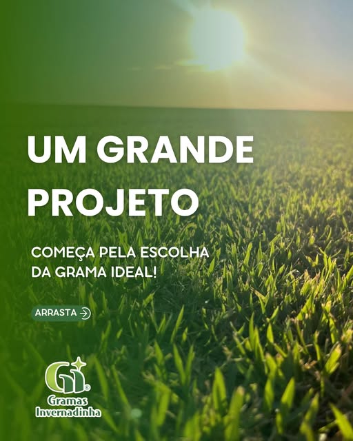 Grama esmeralda iluminada pelo sol